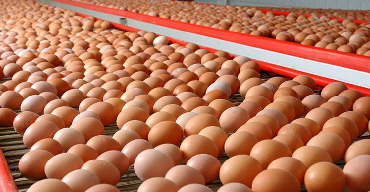 La producción de huevos creció 2,88% interanual en 2023 y el consumo se expandió 4,35%
