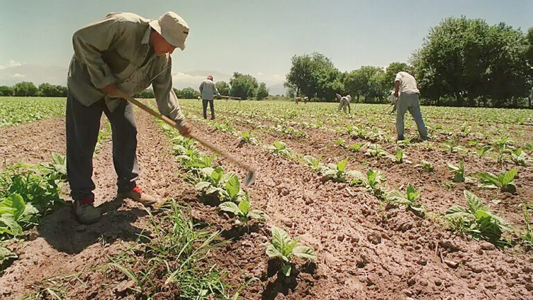 Trabajadores rurales temporarios pueden tener empleo registrado sin perder la ayuda social