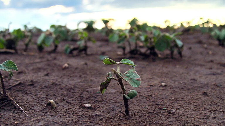 Soja en jaque: lotes de suelos regulares a malos con estrés y pérdida de rinde