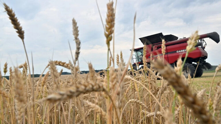 Estiman que la campaña del trigo va a aportar US$1.000 millones al fisco