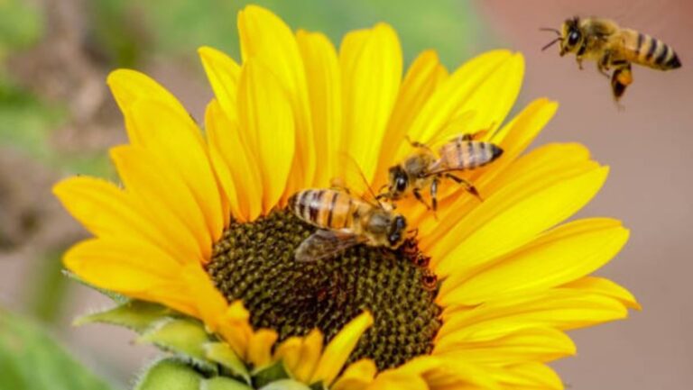 El Inta y la Aacrea estudian el estado de la biodiversidad en establecimientos agropecuarios