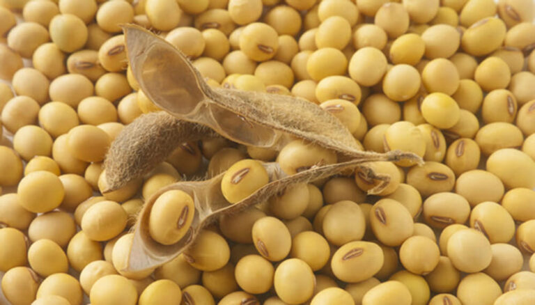 El gobierno autorizó soja transgénica de Monsanto para uso agroindustrial