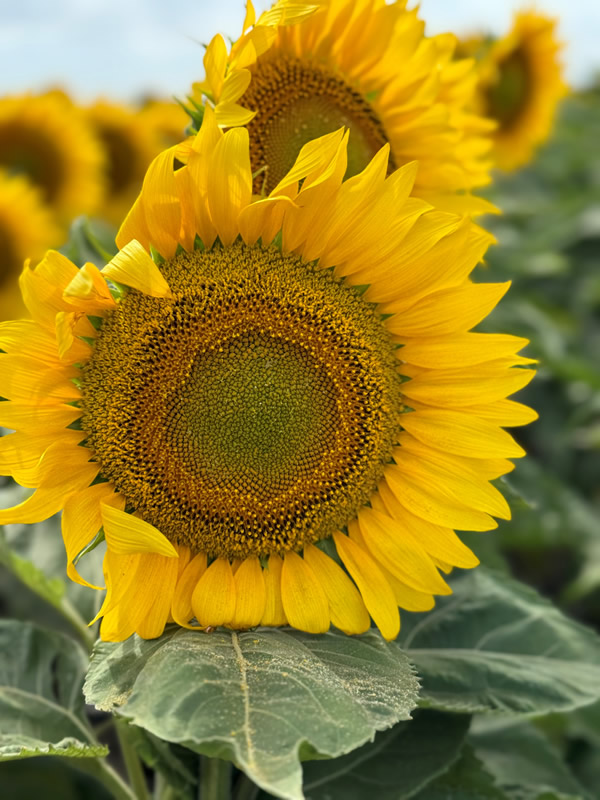 Jornada sobre nutrición de girasol en La Pampa, dirigida a productores y asesores