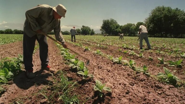 Santa Fe: Renatre lanzó su nuevo portal web para consultas y gestiones de empleadores y trabajadores rurales