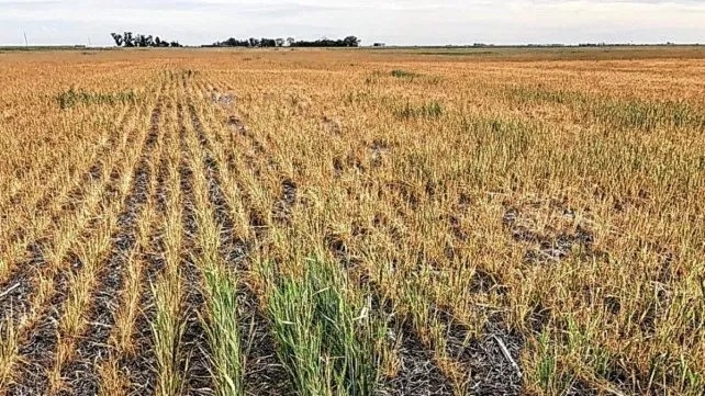 Niño en retirada y las napas no se recuperaron después de tres años de sequía