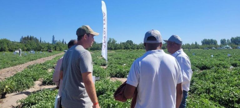 Amauta presentó sus soluciones nutricionales para el cultivo de tomates