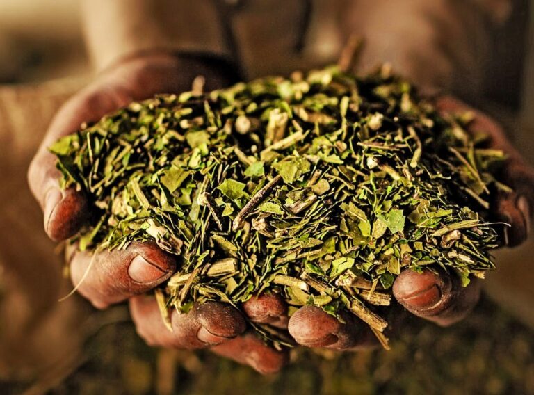 Yerba mate registró récord en 2023: consumo más exportaciones superaron los 325 millones de kilos