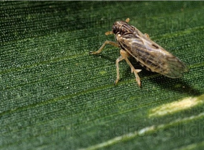 Diputados cordobeses piden que se declare la emergencia agrícola por la chicharrita del maíz