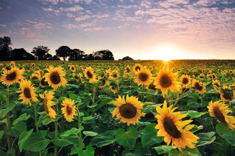 Alerta fitosanitaria nacional para prevenir el ingreso de plaga que afecta girasol