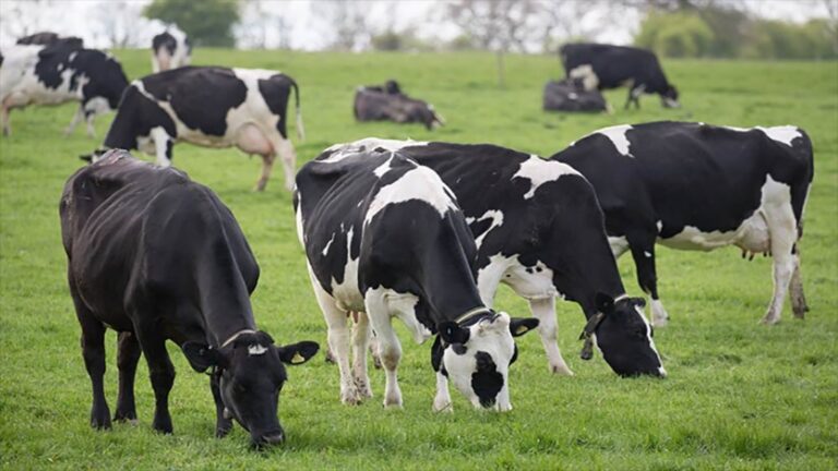 Aseguran que la producción láctea puede contribuir al combate contra el cambio climático