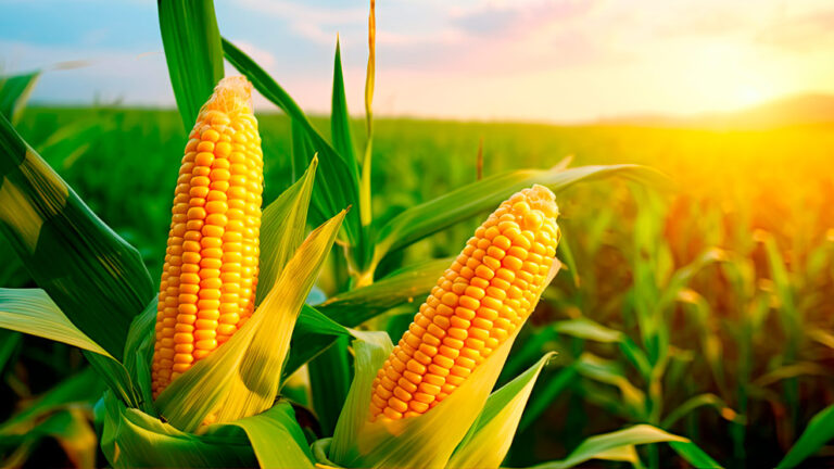 Amauta Agro: una empresa que apunta a desafiar los rendimientos potenciales