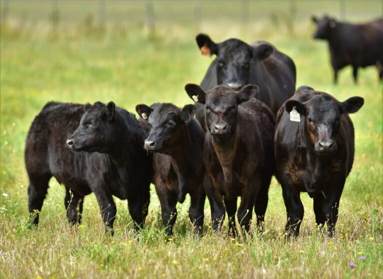 Ante la menor oferta de terneros, sube la presión por defender el valor final de la invernada