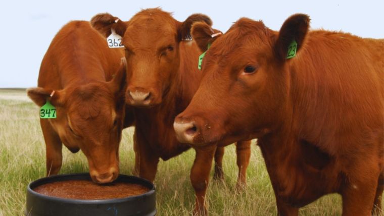 Industria ganadera: MSD Salud Animal colabora con tecnología para preservar la seguridad alimentaria