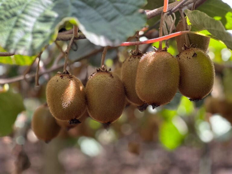 Disertación de Senasa sobre el cultivo de kiwi y su perspectiva mundial