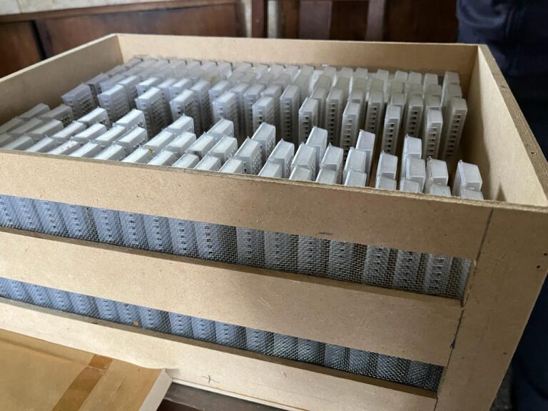 Se certificó la exportación de abejas reina y acompañantes desde Río Negro a Italia y España