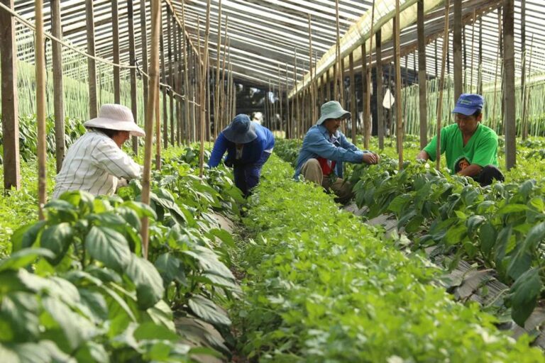 Milei intervino el Instituto Nacional de la Agricultura Familiar, Campesina e Indígena