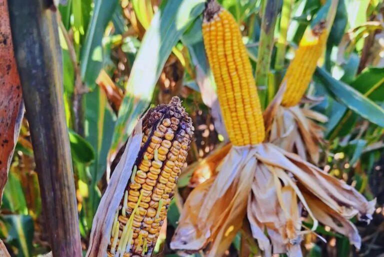 ¿Este frío alcanza para empezar a “barrer” la chicharrita del maíz?