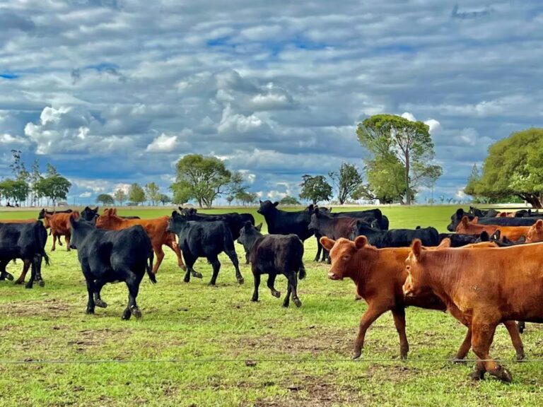 Empresa entrerriana logró certificar como la primera en producir ganado con huella negativa