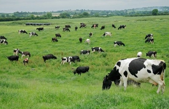 El municipio de Victoria aumentó 1.000% el insólito peaje para las vacas que van a pastar a las islas