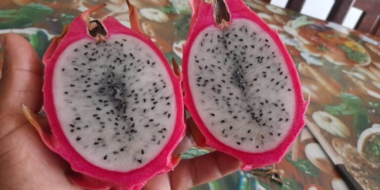 Pitahaya: un fruto emergente que empieza a conquistar el norte argentino