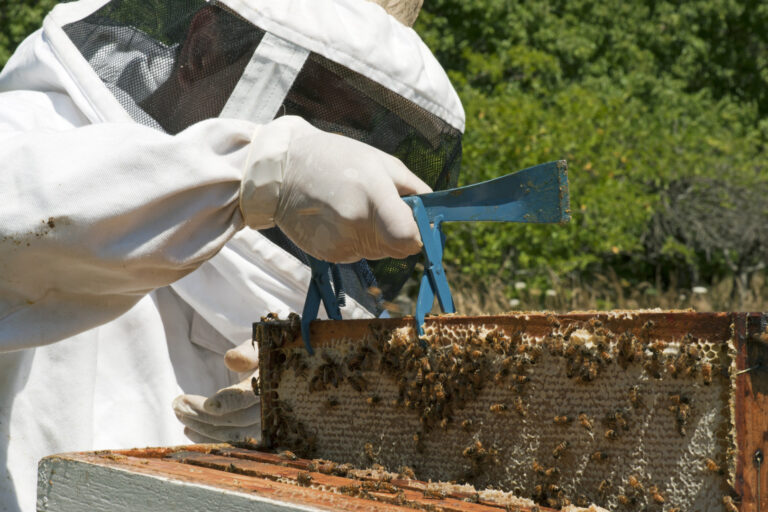 Día Mundial de las Abejas: contribuyen a la producción de alimentos sostenible y sustentable