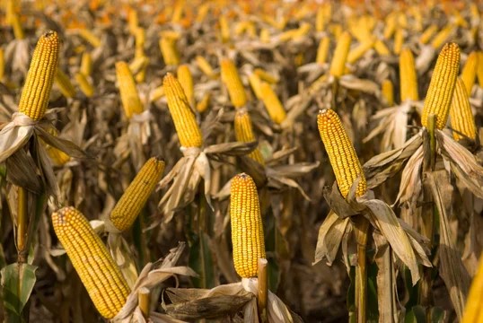 La Argentina suma un mercado clave para las exportaciones de maíz: China