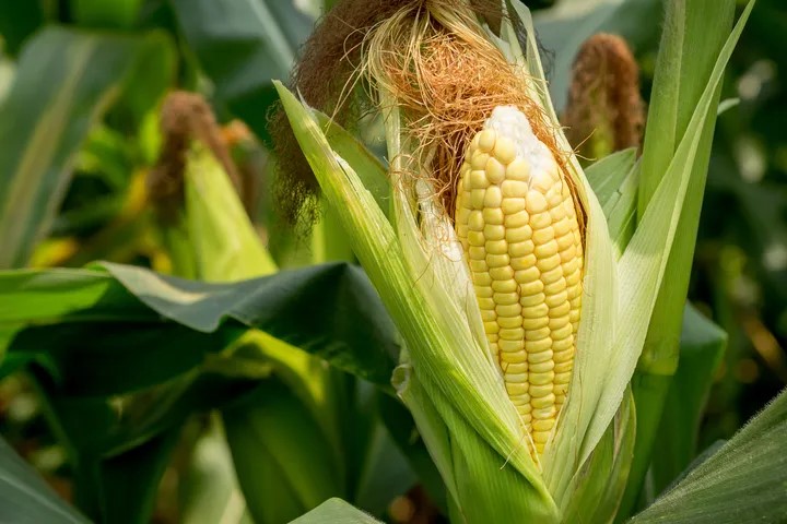 Boom del maíz: la agroindustria promete producir 80 millones de toneladas pero exige un cambio real en la macro