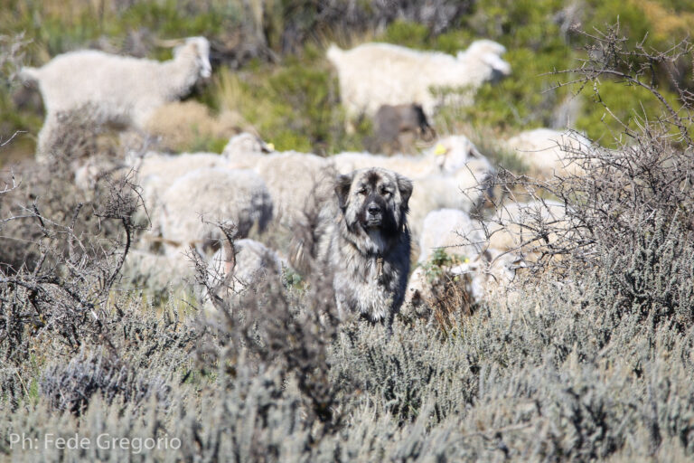 Perros protectores de ganado: aliados claves para la conservación de la biodiversidad en la estepa patagónica