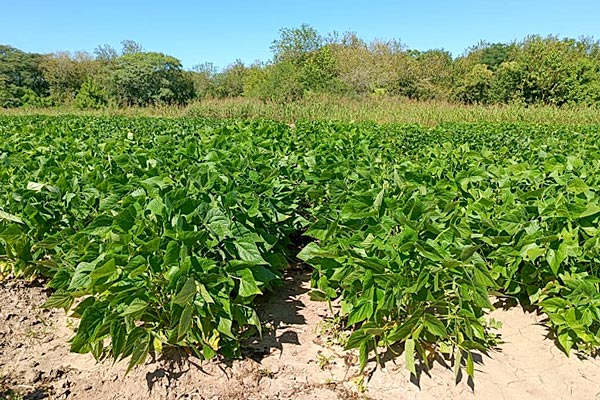 Se realizará una nueva Jornada de Actualización Técnica y Comercial de Legumbres