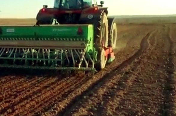 Subió el precio del trigo y la intención de área sube un 5% ¿puede subir más?