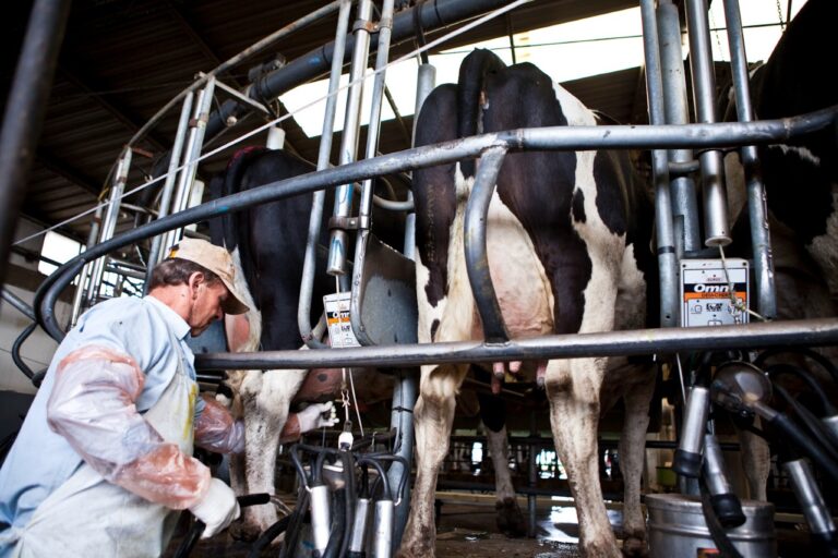 Fuerte retroceso de la producción de leche, la más baja de los últimos cinco años