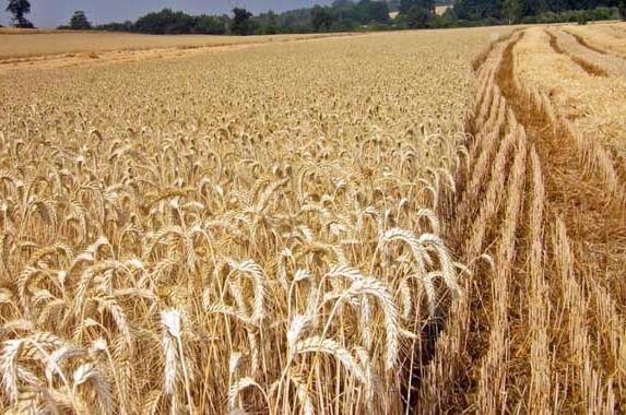 El sector triguero sostiene que se pueden alcanzar rendimientos récord en esta campaña