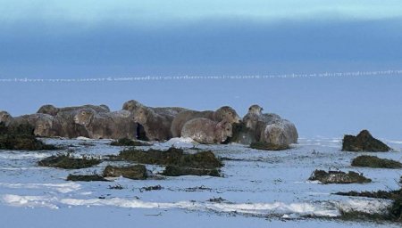 Dramático: productores y miles de ovejas quedaron aislados por las intensas nevadas en la Patagonia