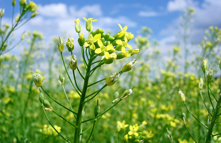 Una empresa pampeana busca duplicar sus hectáreas con camelina para esta campaña
