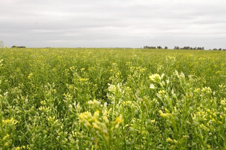 Puentes verdes con camelina: la oportunidad de los biofuels en la agricultura argentina