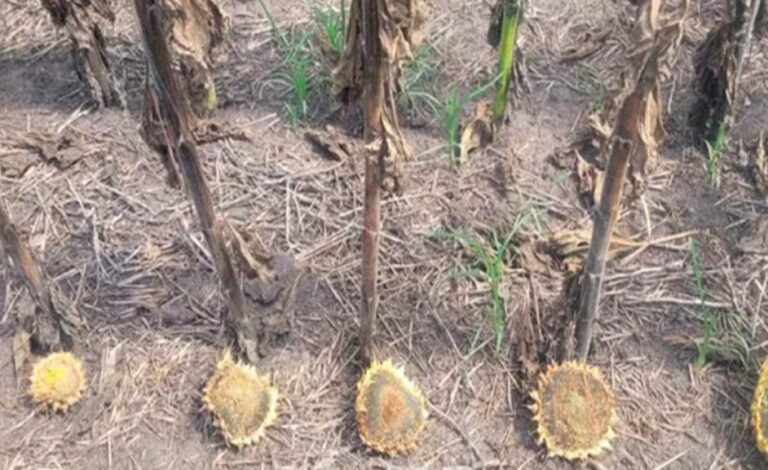 Phomopsis, el desafío en el cultivo de girasol para evitar que los rindes se reduzcan a menos de la mitad