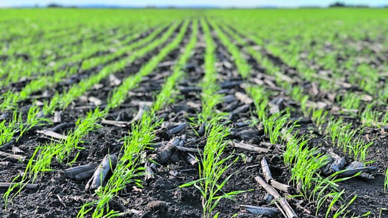 Trigo: A pesar de la falta de agua, la intención de siembra sube un escalón más en la región