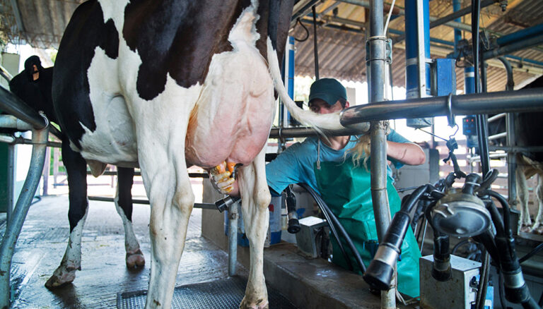 Por la caída en el consumo de lácteos, la producción de leche retrocedió 14,5% en el primer cuatrimestre del año