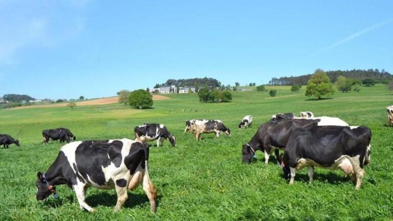Dinamarca busca reducir la emisión de gases de efecto invernadero con un impuesto a las “flatulencias” de vacas, cerdos, y ovejas