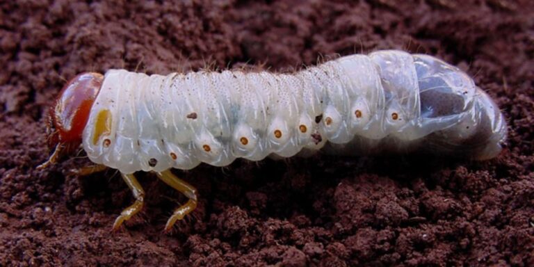 Gusano blanco: de amigo a enemigo cuando aumenta su población