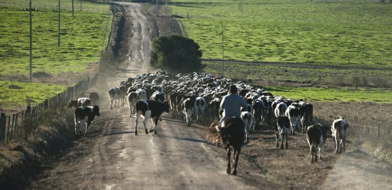 El importante aporte de la ganadería a la economía argentina