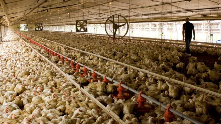 Brasil detectó brote de enfermedad de Newcastle en una granja comercial de aves de corral