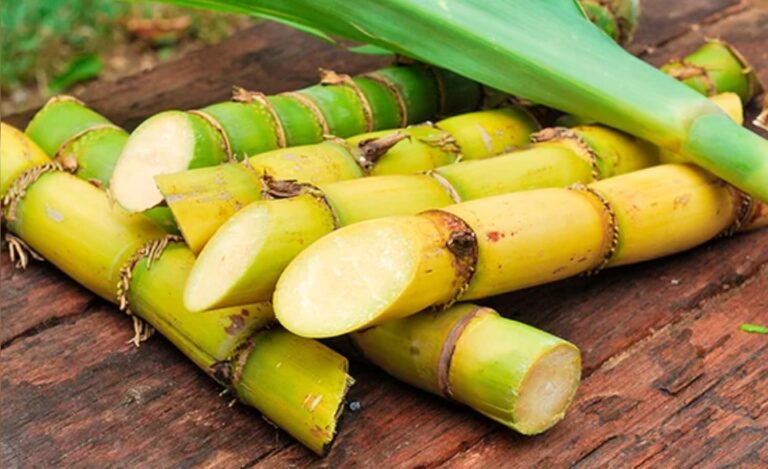 Productores de alcohol de caña de azúcar le reclaman al gobierno actualizar los precios