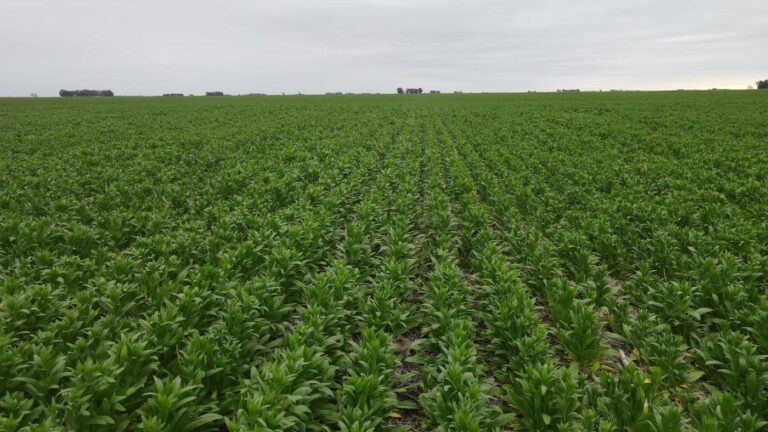 Camelina: “Un cultivo versátil que se adapta a diversos planteos productivos”, dicen los especialistas