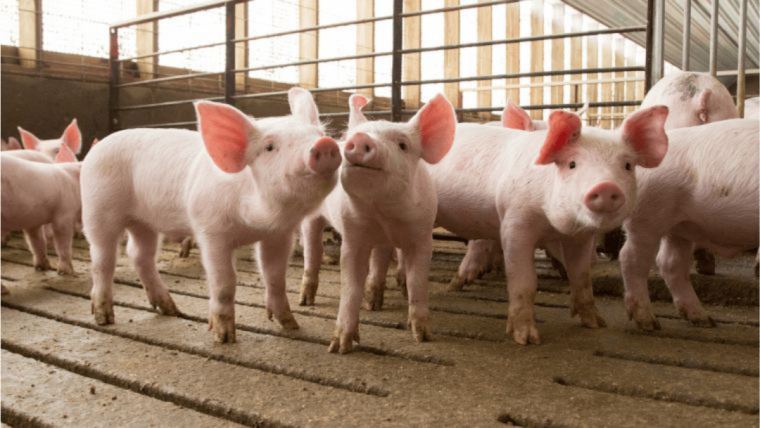 Medidas higiénico-sanitarias para la prevención de la triquinosis en la producción porcina