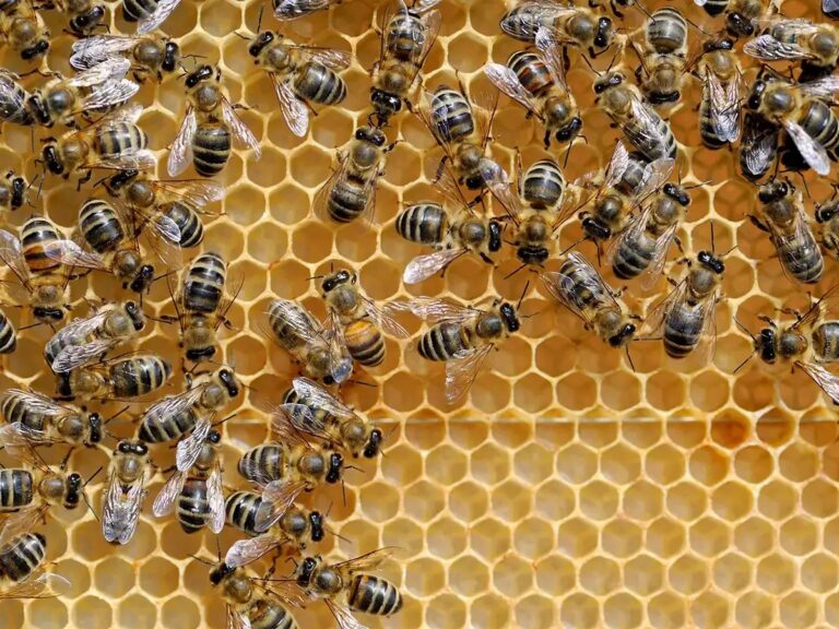 Refuerzan control en fronteras para evitar el ingreso del pequeño escarabajo de las colmenas