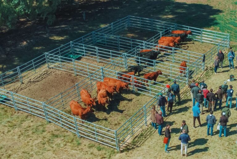Simuladores digitales ganaderos para escuelas técnicas agrarias