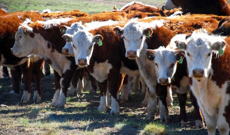 Durante la semana anterior se comercializó un 20% más de hacienda