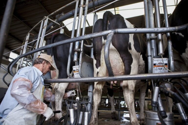 Lechería: el precio por litro es bueno, pero a costa de la escasez tras el cierre de más de 700 tambos