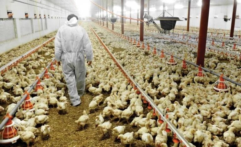 La producción nacional de carne aviar alcanzó un récord en 2023